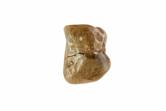 Partial Triceratops Shed Tooth - Montana #72506